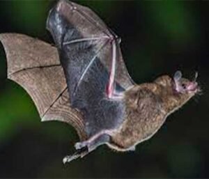 Existen en los alrededores de la Zona urbana de Pachuca los murciélagos